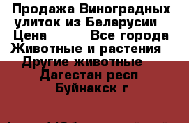 Продажа Виноградных улиток из Беларусии › Цена ­ 250 - Все города Животные и растения » Другие животные   . Дагестан респ.,Буйнакск г.